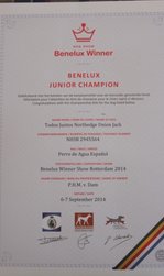 Jack - Benelux Junior Champion